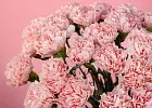 Купить Гвоздика розовая в  с бесплатной доставкой: цена, фото, описание