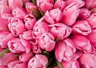 Купить Букет 101 розовый тюльпан в  с бесплатной доставкой: цена, фото, описание