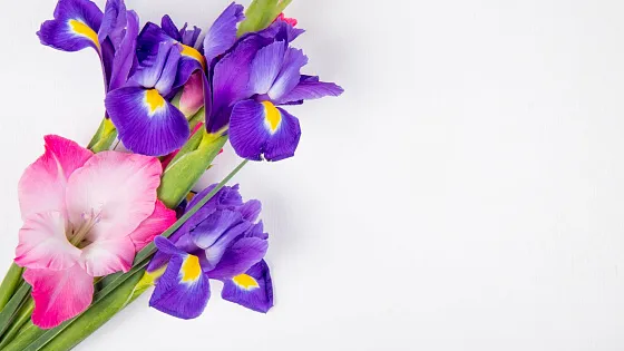 Какие цветы подарить Раку
