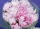 Купить Букет из 11 розовых пионов (Премиум) в  с бесплатной доставкой: цена, фото, описание
