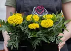 Купить Рассада Тагетес эректа  мелкоцветковый (Бархатцы) кассета 6 ячеек в  с бесплатной доставкой: цена, фото, описание