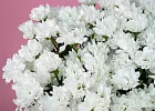 Купить Хризантема кустовая белая Бакарди в  с бесплатной доставкой: цена, фото, описание
