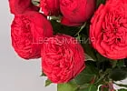 Купить Пионовидная роза Ред Пиано в Санкт-Петербурге с бесплатной доставкой: цена, фото, описание