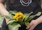 Купить Рассада Примула (Первоцвет) в горшке в  с бесплатной доставкой: цена, фото, описание