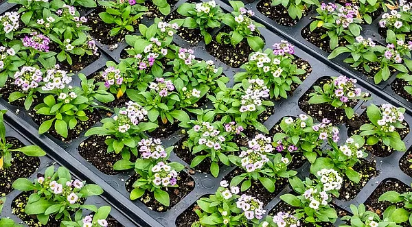 Купить Рассада Алиссум кассета 6 ячеек в  с бесплатной доставкой: цена, фото, описание