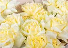 Купить Букет из 15 французских роз Кенделлайт в  с бесплатной доставкой: цена, фото, описание