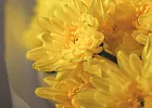 Купить Букет из 15 желтых кустовых хризантем в  с бесплатной доставкой: цена, фото, описание