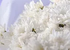 Купить Букет из 15 белых кустовых хризантем в  с бесплатной доставкой: цена, фото, описание