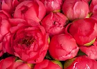 Купить Пионы розовые (Стандарт) в  с бесплатной доставкой: цена, фото, описание