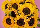 Купить Подсолнухи поштучно в  с бесплатной доставкой: цена, фото, описание