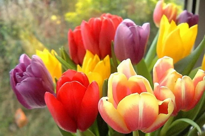 Тюльпаны Фото Цветов