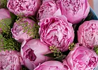 Купить Букет из 15 розовых пионов (Стандарт) с тиласпией в  с бесплатной доставкой: цена, фото, описание