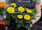 Купить Рассада Тагетес эректа  мелкоцветковый (Бархатцы) кассета 6 ячеек в  с бесплатной доставкой: цена, фото, описание