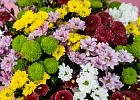 Купить Хризантемы сантини микс поштучно в  с бесплатной доставкой: цена, фото, описание