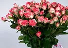 Купить Кустовая роза Фаерворк в  с бесплатной доставкой: цена, фото, описание