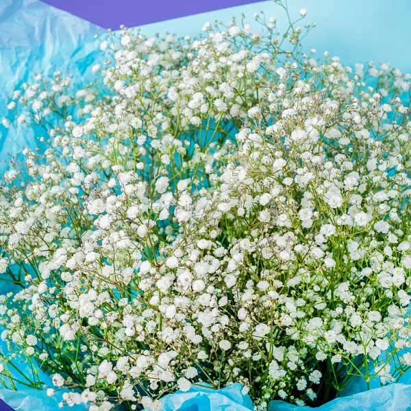Купить Букет из 13 гипсофил в  с бесплатной доставкой: цена, фото, описание
