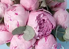 Купить Букет невесты из розовых пионов Сара Бернар в  с бесплатной доставкой: цена, фото, описание