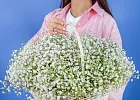 Купить Гипсофилы в корзине в  с бесплатной доставкой: цена, фото, описание