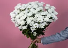 Купить Хризантема кустовая белая Бакарди в  с бесплатной доставкой: цена, фото, описание