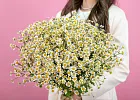 Купить Матрикария поштучно в  с бесплатной доставкой: цена, фото, описание