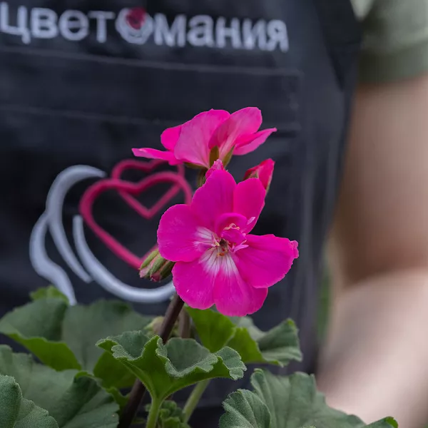 Купить Рассада Пеларгония королевская в горшке в  с бесплатной доставкой: цена, фото, описание