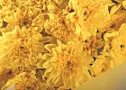 Купить Букет из 35 желтых кустовых хризантем в  с бесплатной доставкой: цена, фото, описание