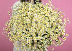 Купить Матрикария поштучно в  с бесплатной доставкой: цена, фото, описание