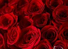 Купить Букет из 101 красной розы 60-70 см (Эквадор) в  с бесплатной доставкой: цена, фото, описание