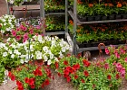 Купить Рассада Сурфиния ампельная в кашпо  в  с бесплатной доставкой: цена, фото, описание