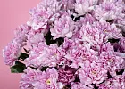 Купить Хризантема кустовая розовая в  с бесплатной доставкой: цена, фото, описание