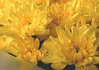 Купить Букет из 15 желтых кустовых хризантем в  с бесплатной доставкой: цена, фото, описание