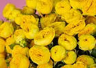 Купить Кустовая желтая роза в  с бесплатной доставкой: цена, фото, описание
