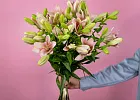 Купить Лилии азиатские поштучно в  с бесплатной доставкой: цена, фото, описание