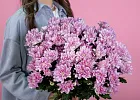 Купить Хризантема кустовая розовая в  с бесплатной доставкой: цена, фото, описание