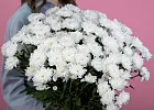 Купить Хризантема кустовая белая в  с бесплатной доставкой: цена, фото, описание