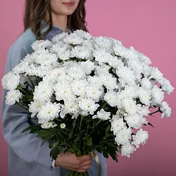Купить Хризантема кустовая белая в  с бесплатной доставкой: цена, фото, описание