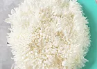 Купить Букет из 11 белых хризантем экстра в  с бесплатной доставкой: цена, фото, описание