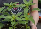 Купить Рассада Перец кассета 6 шт в  с бесплатной доставкой: цена, фото, описание