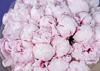 Купить Букет из 35 розовых пионов (Премиум) в  с бесплатной доставкой: цена, фото, описание