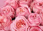 Купить Букет из 25 пионовидных розовых роз 50 см Pink Expression в  с бесплатной доставкой: цена, фото, описание