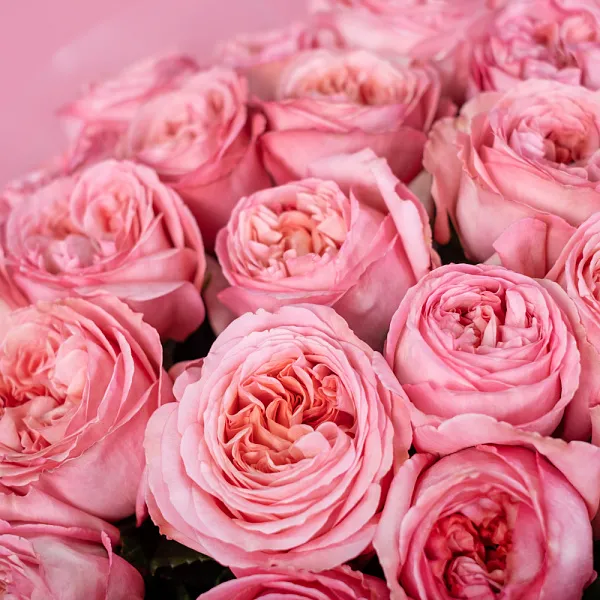 Купить Букет из 25 пионовидных розовых роз 50 см Pink Expression в  с бесплатной доставкой: цена, фото, описание