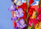 Купить Букет из 5 гладиолусов микс в упаковке в  с бесплатной доставкой: цена, фото, описание