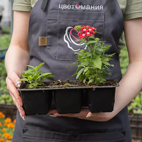 Купить Рассада Вербена кассета 6 ячеек в  с бесплатной доставкой: цена, фото, описание