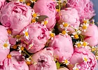 Купить Букет из 15 розовых пионов (Премиум) с матрикарией в Санкт-Петербурге с бесплатной доставкой: цена, фото, описание