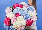 Купить Букет из 25 гортензий микс в  с бесплатной доставкой: цена, фото, описание
