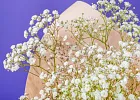Купить Букет из 3 гипсофил в  с бесплатной доставкой: цена, фото, описание