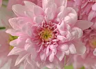 Купить Букет из 15 розовых кустовых хризантем в  с бесплатной доставкой: цена, фото, описание
