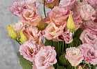 Купить Эустома розовая в  с бесплатной доставкой: цена, фото, описание