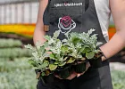 Купить Рассада Цинерария морская кассета 6 ячеек в  с бесплатной доставкой: цена, фото, описание