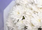 Купить Букет из 25 белых кустовых хризантем в  с бесплатной доставкой: цена, фото, описание